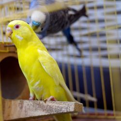 Close-up of parrot perching