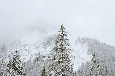Low angle view of pine trees on snow covered mountains against sky