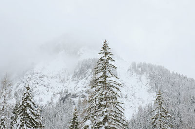 Low angle view of pine trees on snow covered mountains against foggy sky. kranjska gora, slovenia.