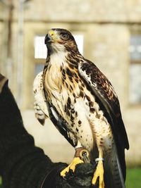 Close-up of a bird