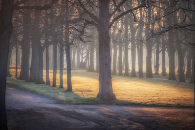 Trees in forest during foggy weather