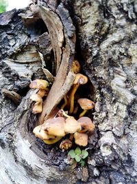 High angle view of animal skull