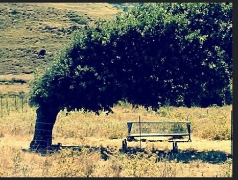 bench, relaxation, sitting, chair, tranquility, park bench, grass, field, tree, nature, empty, absence, growth, day, park - man made space, tranquil scene, leisure activity, sunlight