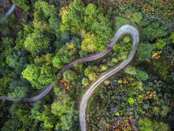 High angle view of horse in forest