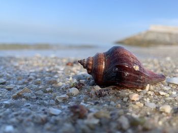 Close-up of shell on beach