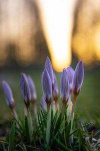 Close-up of purple crocus flowers on field