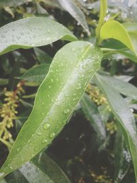 Close-up of water drops on leaf