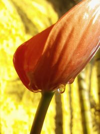 Close-up of fresh yellow rose flower