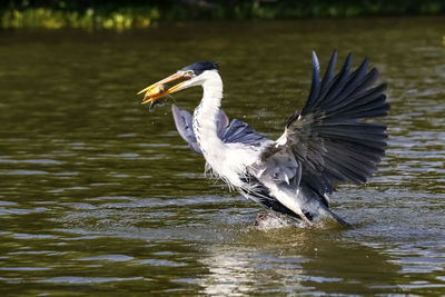 Close-up of bird in lake