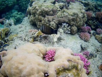High angle view of fish in sea
