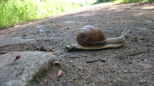 Close-up of snail