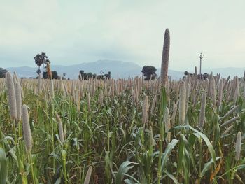 Close-up of plants growing on field against sky