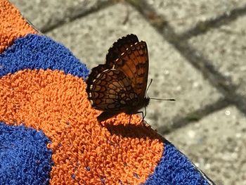 Close-up of butterfly on flower