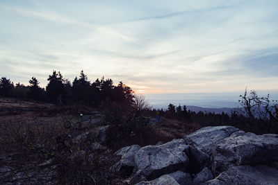 Scenic view of trees against sky