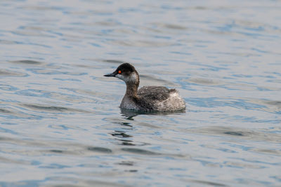 Duck swimming in lake