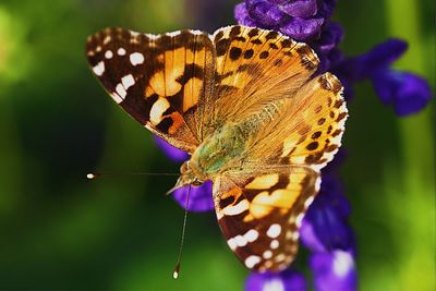 Close-up of butterfly pollinating on purple flower