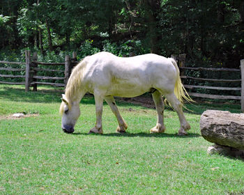 Horse grazing on field