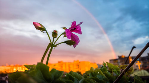 Close-up of multi colored flowers blooming against sky