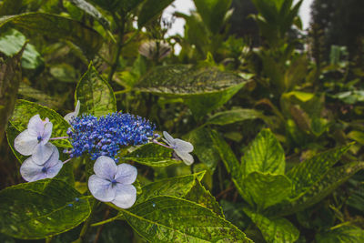 Close-up of purple flowering plant