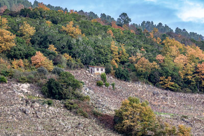 Scenic view of trees and mountains against sky