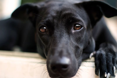 Close-up portrait of black dog