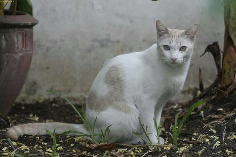 domestic cat, cat, one animal, animal themes, domestic animals, feline, mammal, pets, whisker, looking at camera, portrait, sitting, close-up, focus on foreground, relaxation, alertness, field, staring, outdoors