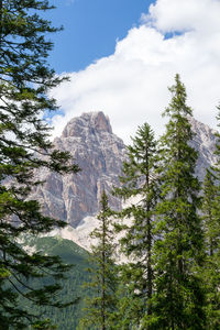 Trees and mountains in the italian dolomites