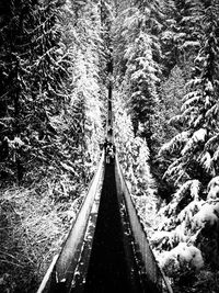 Panoramic view of trees