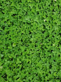 Full frame shot of green leaves