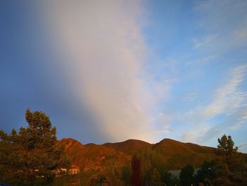 Low angle view of trees against sky