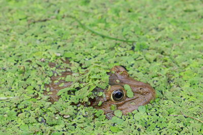 Close-up of frog on leaf