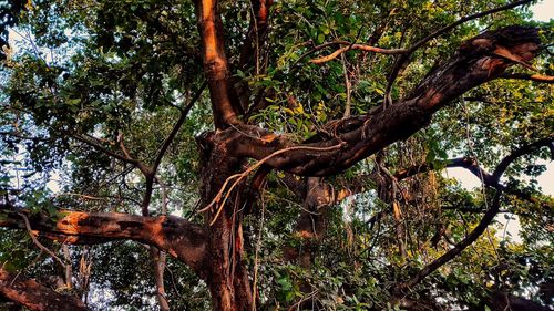 Low angle view of trees in forest