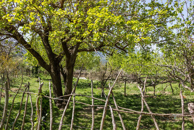 Trees on landscape