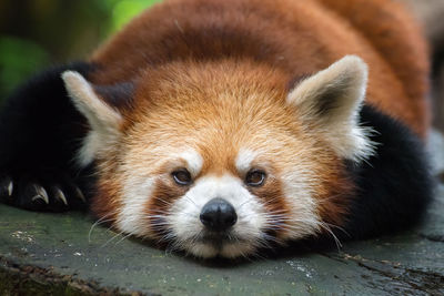 Close-up portrait of red panda lying in forest