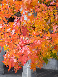 Close-up of orange maple leaves on tree