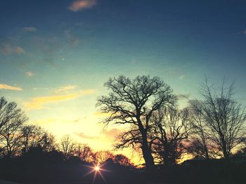 Silhouette of trees at sunset