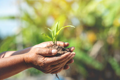 Close-up of hand holding plant