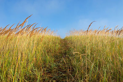 Crops growing on field against sky