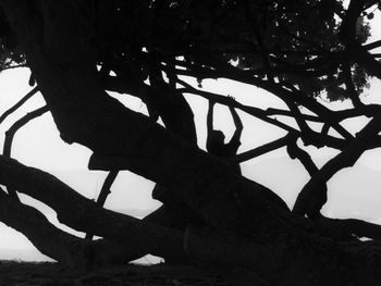 Low angle view of silhouette trees against clear sky