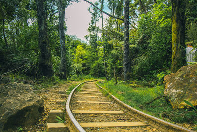Railroad tracks amidst trees in forest