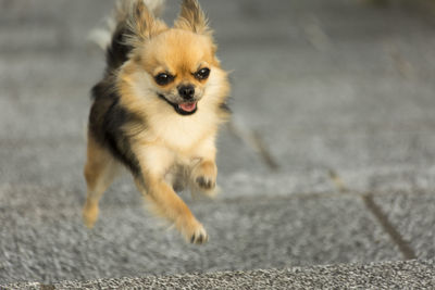 Portrait of dog on road