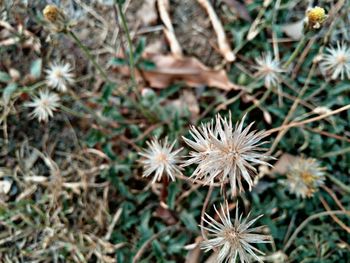 Close-up of flowers blooming outdoors