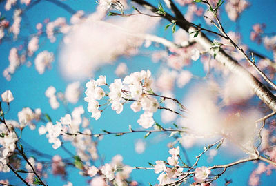 Low angle view of cherry blossoms in spring