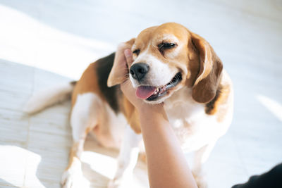 Close-up of dog