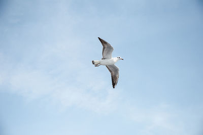 Low angle view of seagull flying in sky