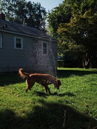 Dogs running on field