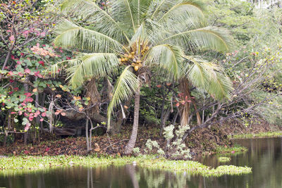Palm trees by plants