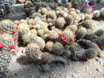 High angle view of succulent plants on field