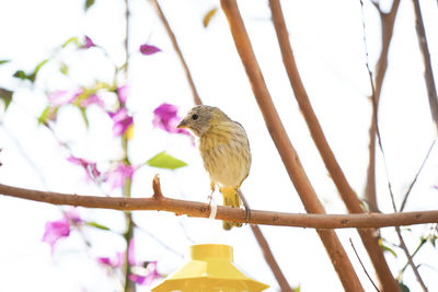 Low angle view of bird perching on branch