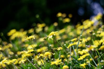 Close-up of yellow flowering plants on field